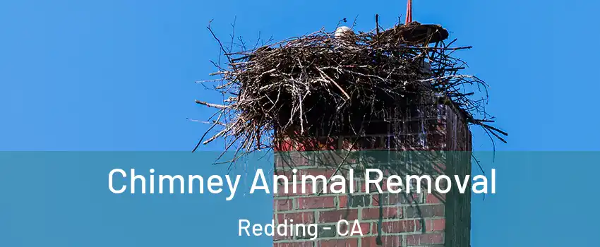  Chimney Animal Removal Redding - CA