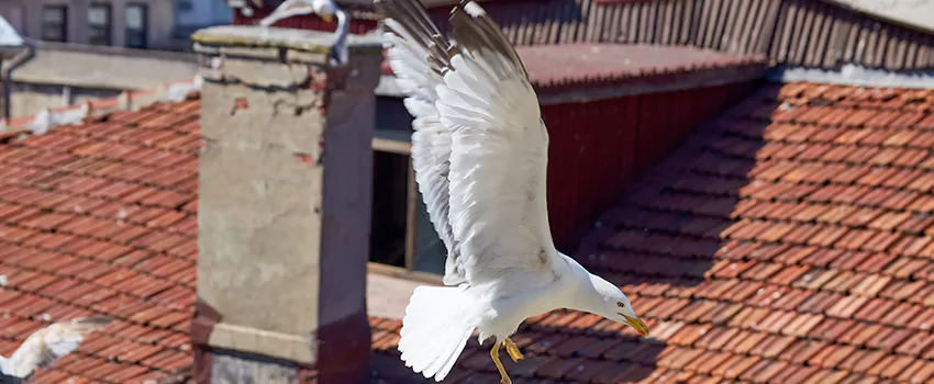 Residential Chimney Animal Removal Solution in Redding, CA